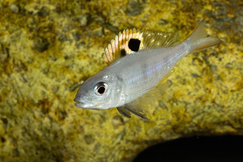 Ectodus descampsii 'Mvuna Island'